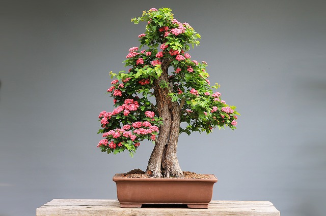 doniczka do bonsai jaką wybrać